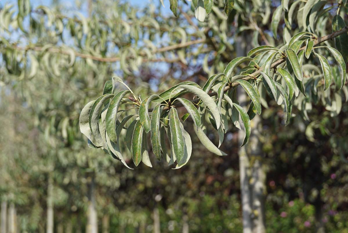 Pyrus elaeagnifolia 'Silver Sails' Tuinplanten blad