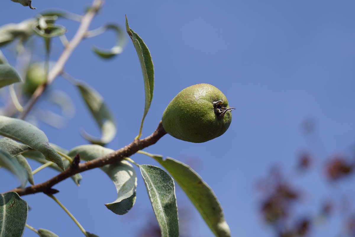 Pyrus elaeagnifolia 'Silver Sails' Tuinplanten vrucht