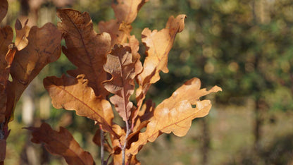 Quercus bimundorum 'Crimschmidt' meerstammig / struik herfstkleur