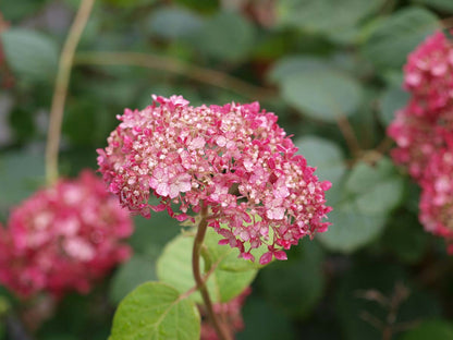Hydrangea arborescens 'NCHA1' haagplant