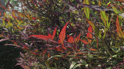 Nandina domestica 'Seika'
