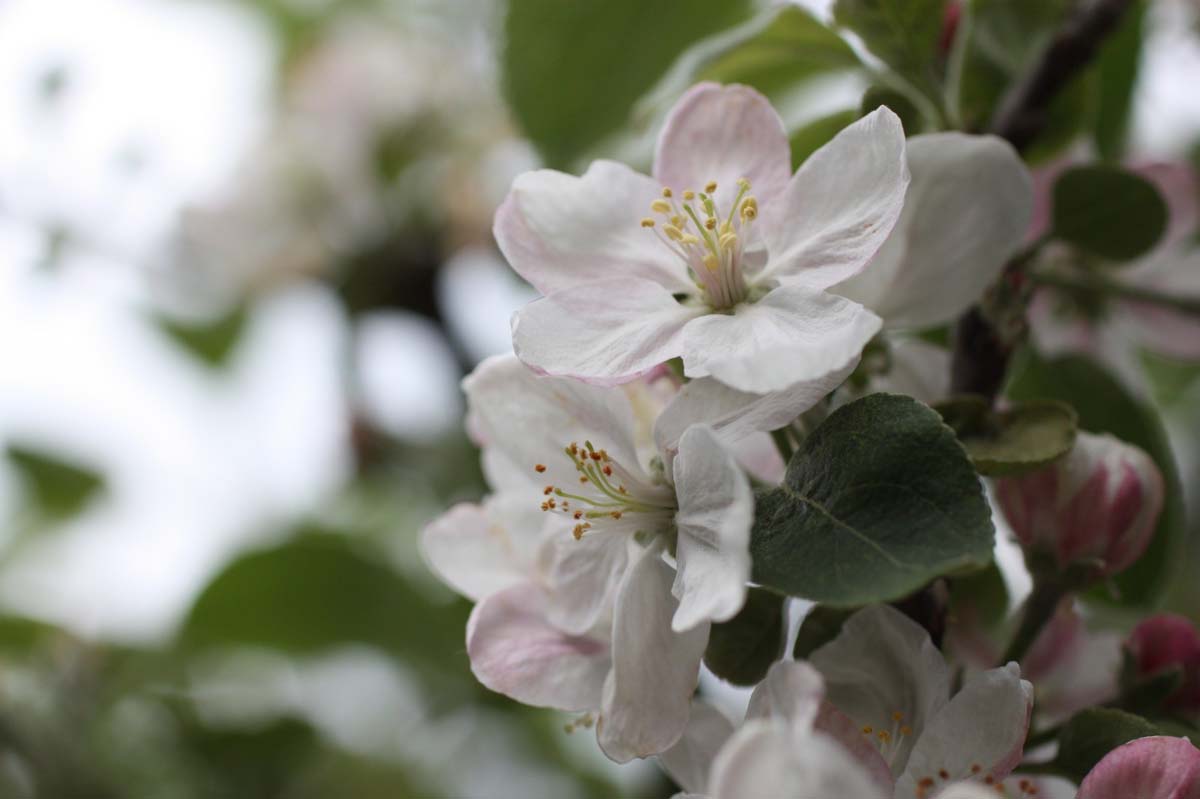 Malus domestica 'Sevenummer Striepke' op stam