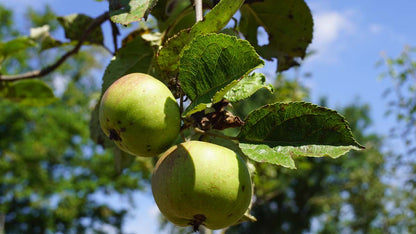 Malus domestica 'Sevenummer Striepke' op stam