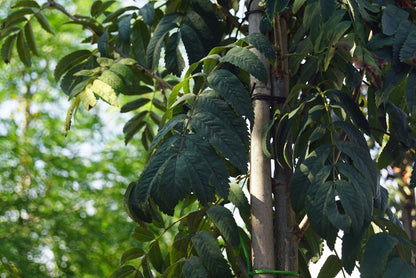 Sorbus aucuparia 'Fingerprint' op stam