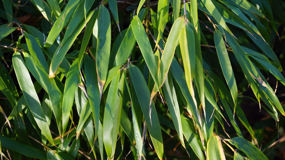 Fargesia 'Genf' op stam