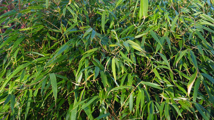 Fargesia 'Genf' op stam