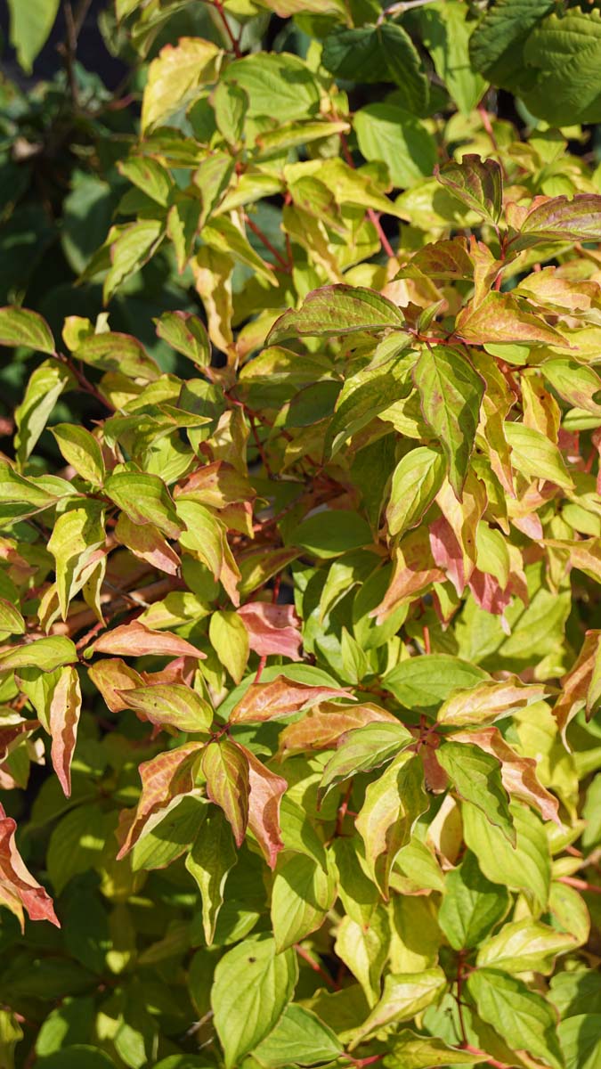 Cornus sanguinea 'Anny's Winter Orange' meerstammig / struik