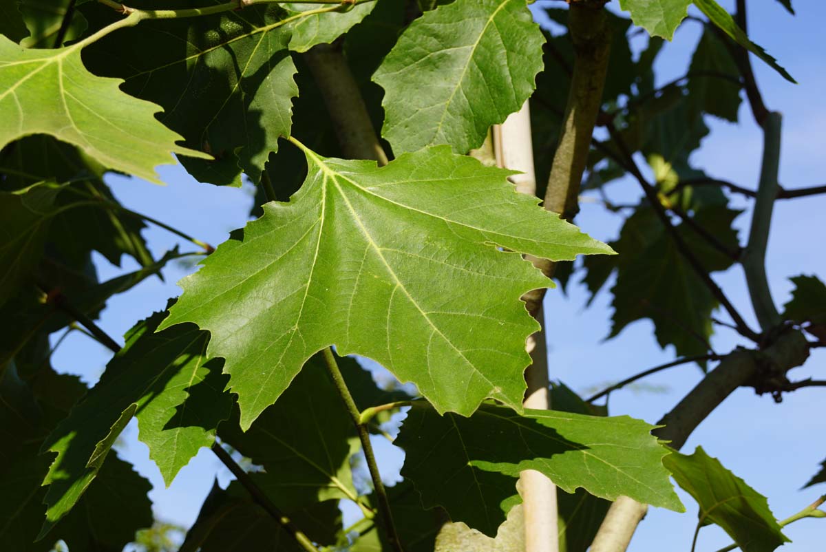 Platanus hispanica 'Huissen' leiboom blad