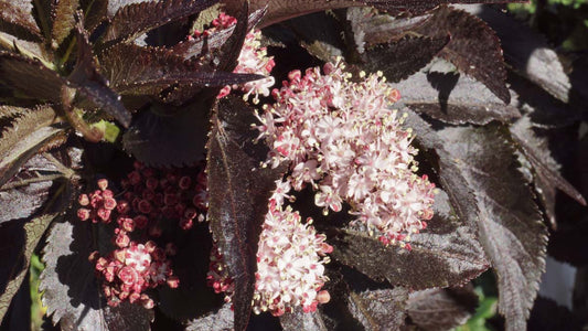 Sambucus nigra 'Eiffel 1' haagplant