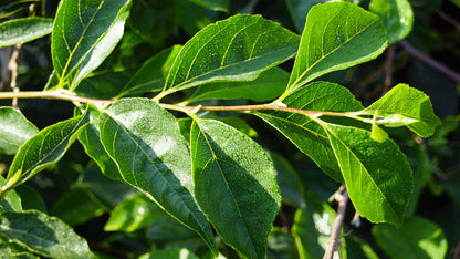Styrax japonicus 'Issai' meerstammig / struik