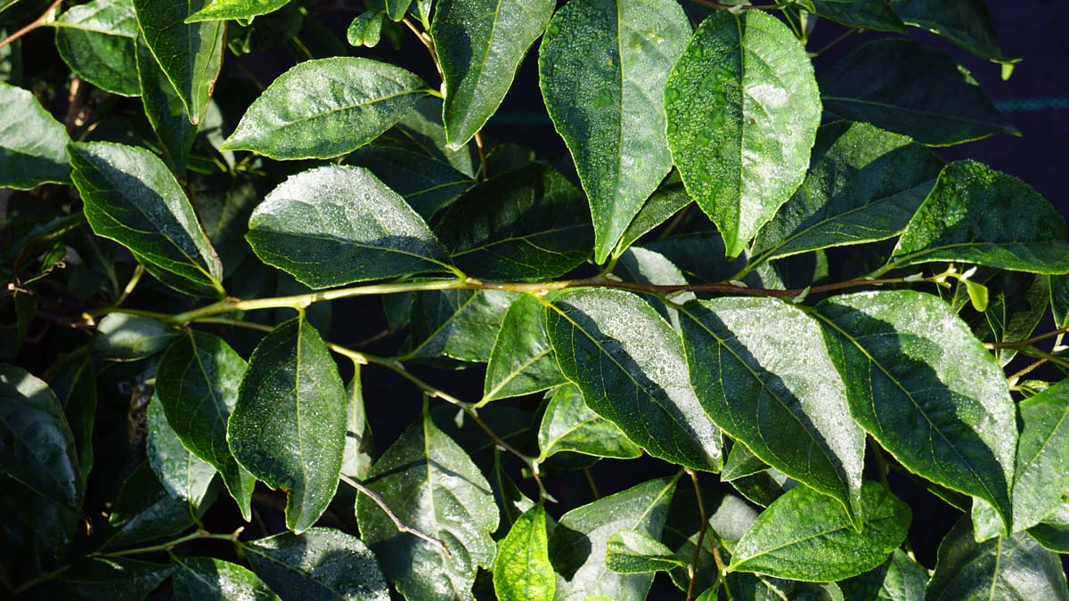 Styrax japonicus 'Issai'