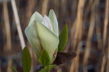 Magnolia 'Black Beauty' op stam bloem