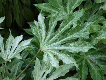 Fatsia japonica 'Spider's Web' meerstammig / struik blad