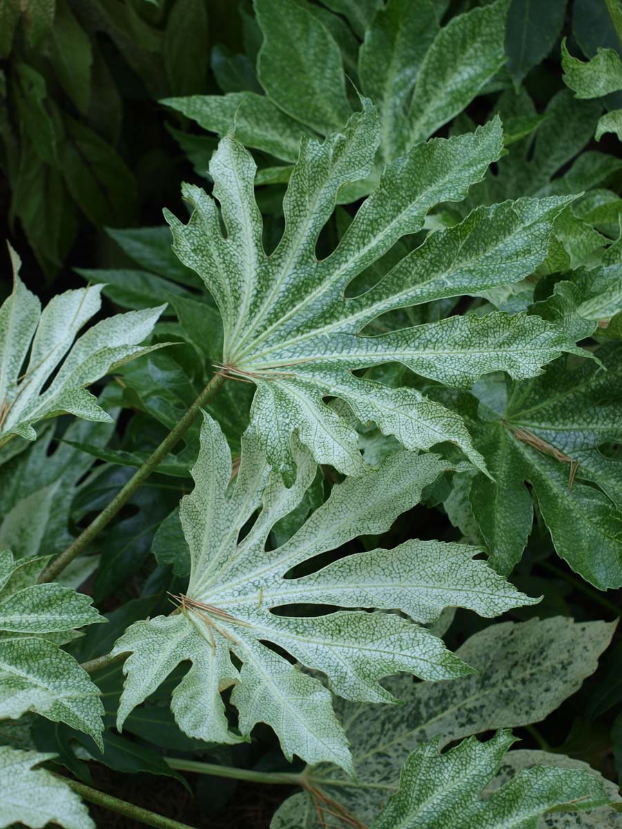 Fatsia japonica 'Spider's Web' meerstammig / struik blad