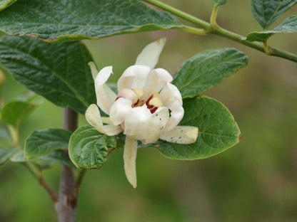 Calycanthus 'Venus' Tuinplanten bloem