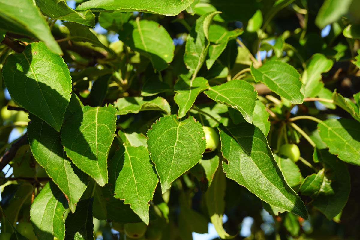 Malus hupehensis 'Arie Mauritz' Tuinplanten blad