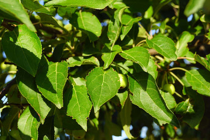 Malus hupehensis 'Arie Mauritz' Tuinplanten blad