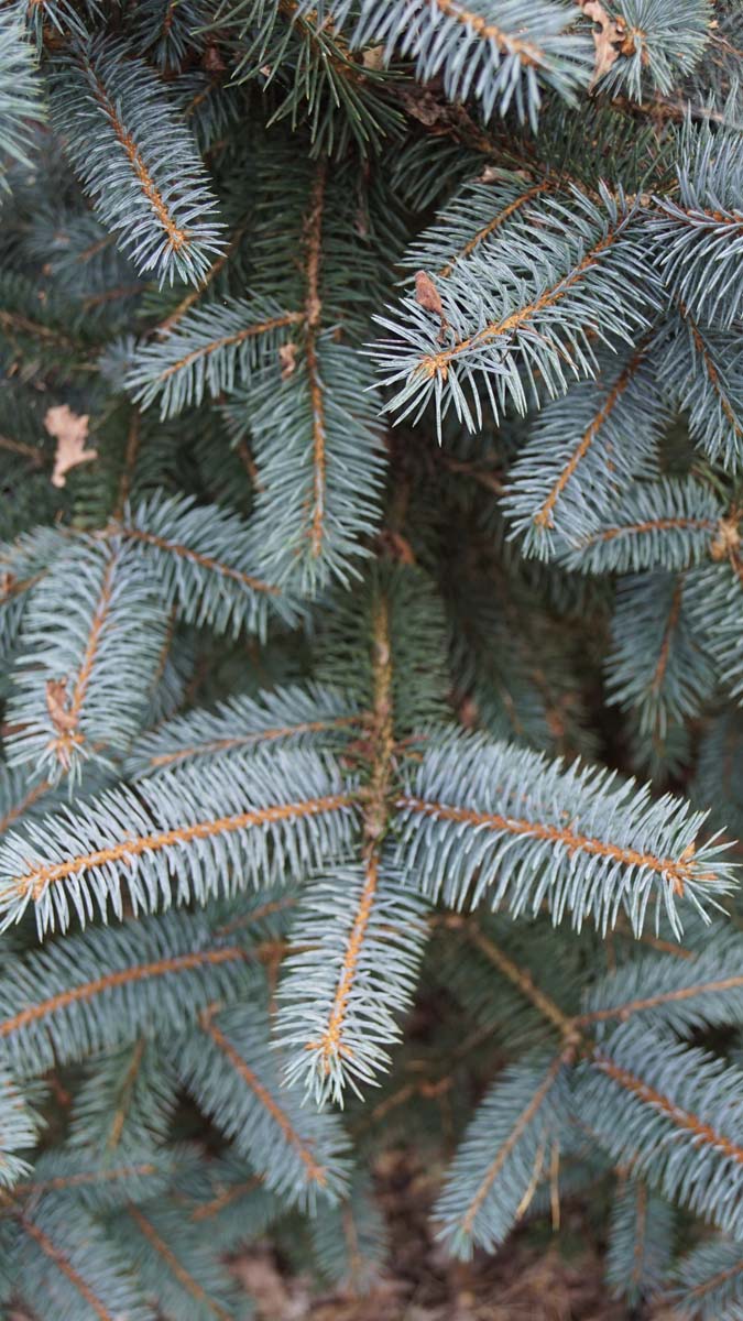 Picea pungens 'Baby Blue' naald