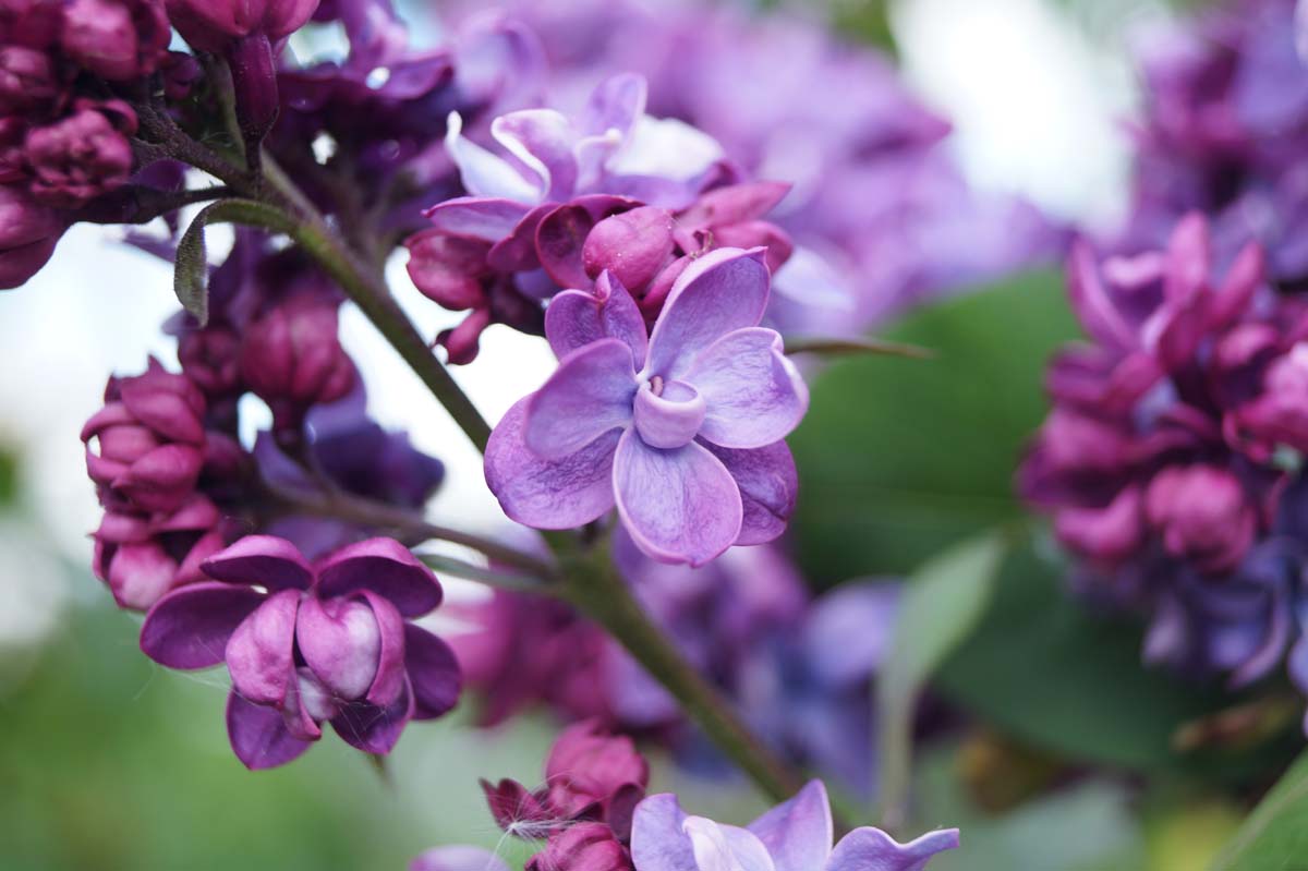 Syringa vulgaris 'Adelaide Dunbar' Tuinplanten