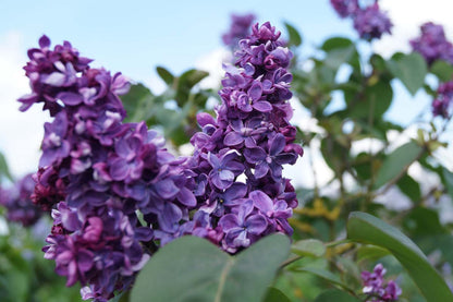 Syringa vulgaris 'Adelaide Dunbar' Tuinplanten