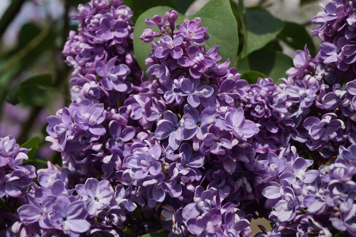 Syringa vulgaris 'Adelaide Dunbar' Tuinplanten