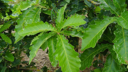 Quercus dentata 'Sir Harold Hillier' meerstammig / struik