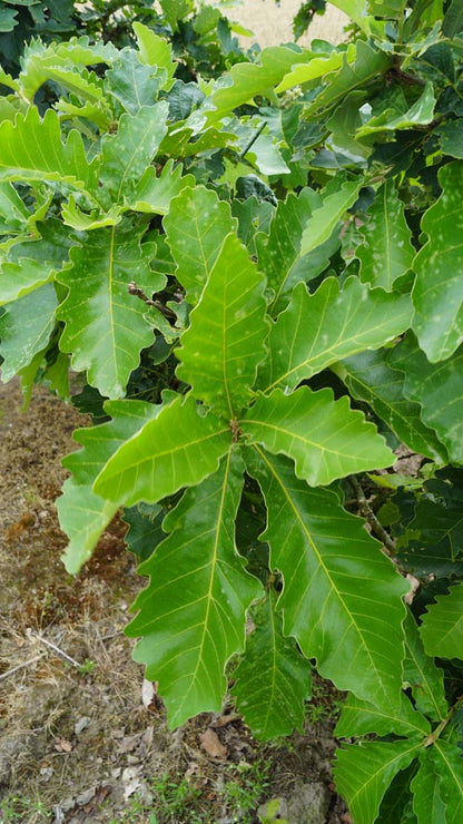 Quercus dentata 'Sir Harold Hillier' solitair