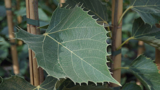 Tilia henryana 'Arnold Select' op stam
