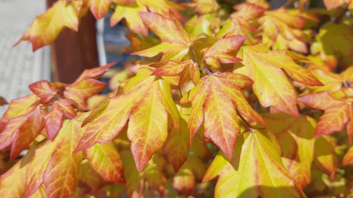 Acer 'Minorient' op stam herfstkleur