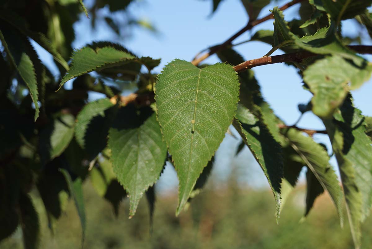 Prunus 'Mieke' solitair blad