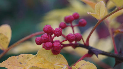 Zanthoxylum giraldii
