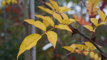 Zanthoxylum giraldii