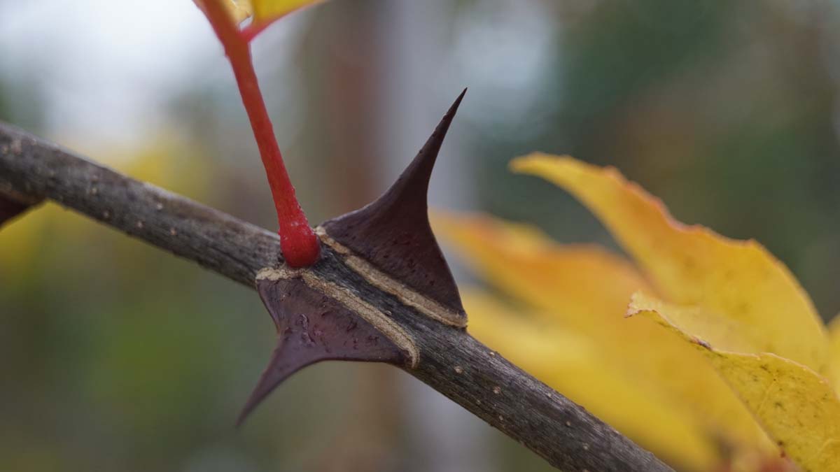 Zanthoxylum giraldii