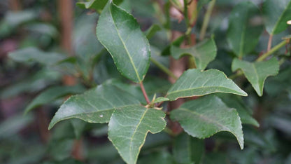 Prunus lusitanica 'Brenelia' Tuinplanten blad