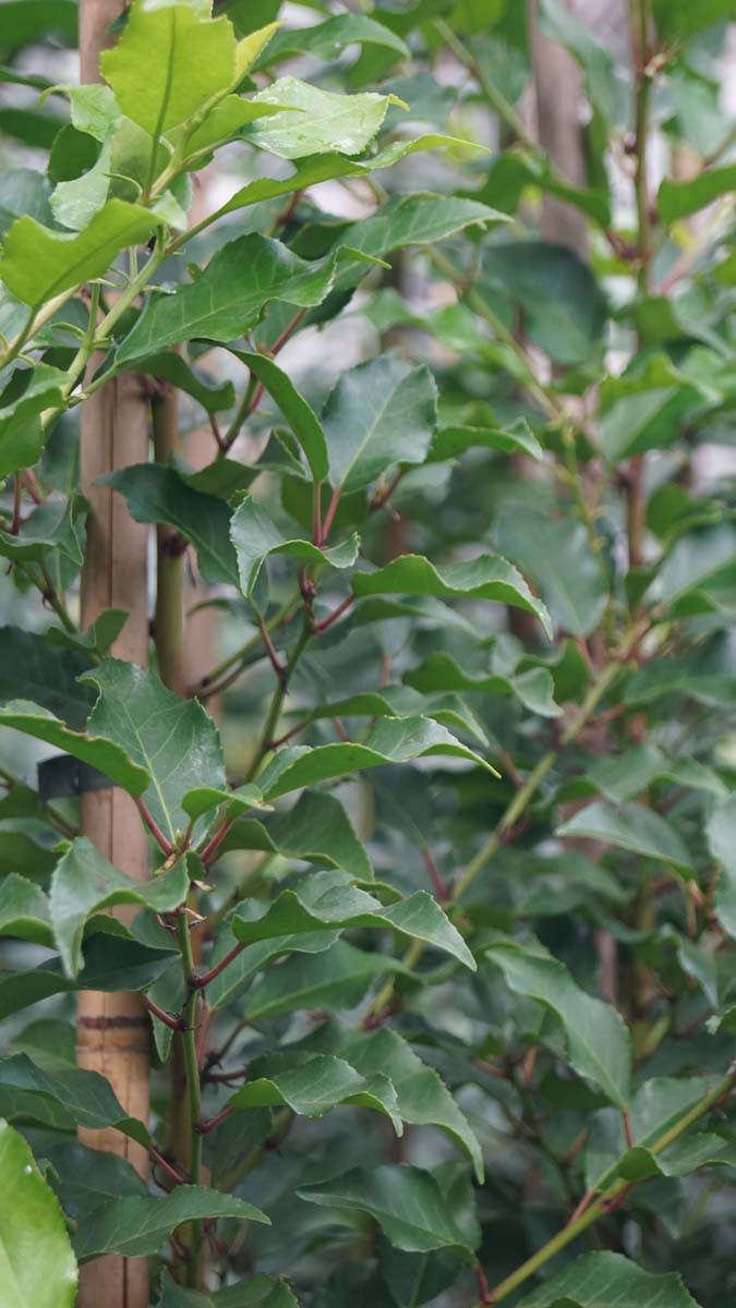 Prunus lusitanica 'Brenelia' Tuinplanten blad