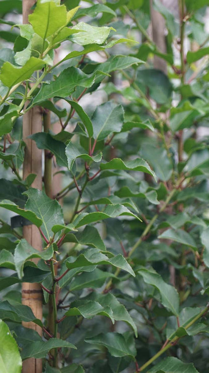 Prunus lusitanica 'Brenelia' Tuinplanten blad
