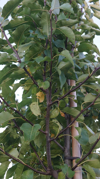 Pyrus communis 'Red Spire' op stam