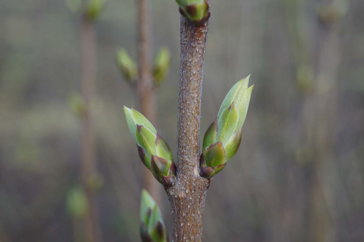 Cornus 'Blooming Pink Tetra' meerstammig / struik