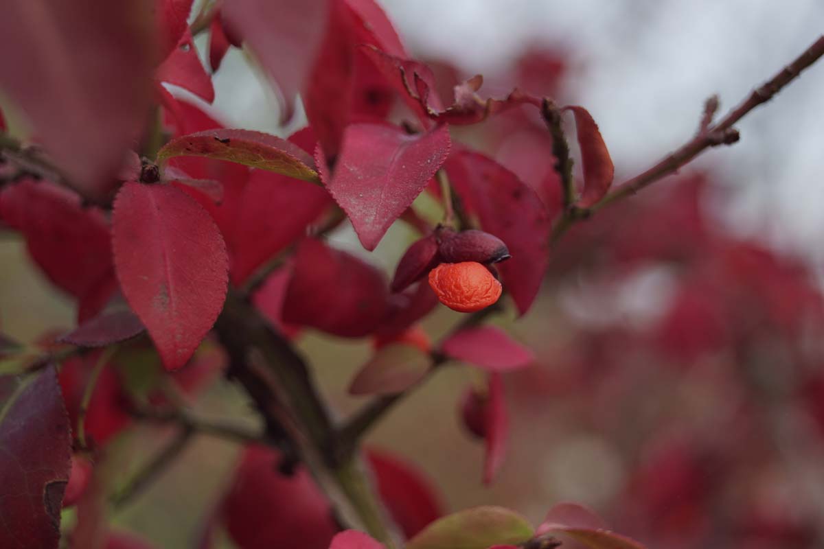 Euonymus alatus 'Blade Runner' haagplant bloem