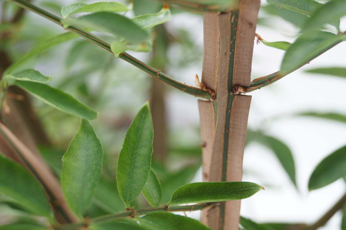 Euonymus alatus 'Blade Runner' haagplant bast