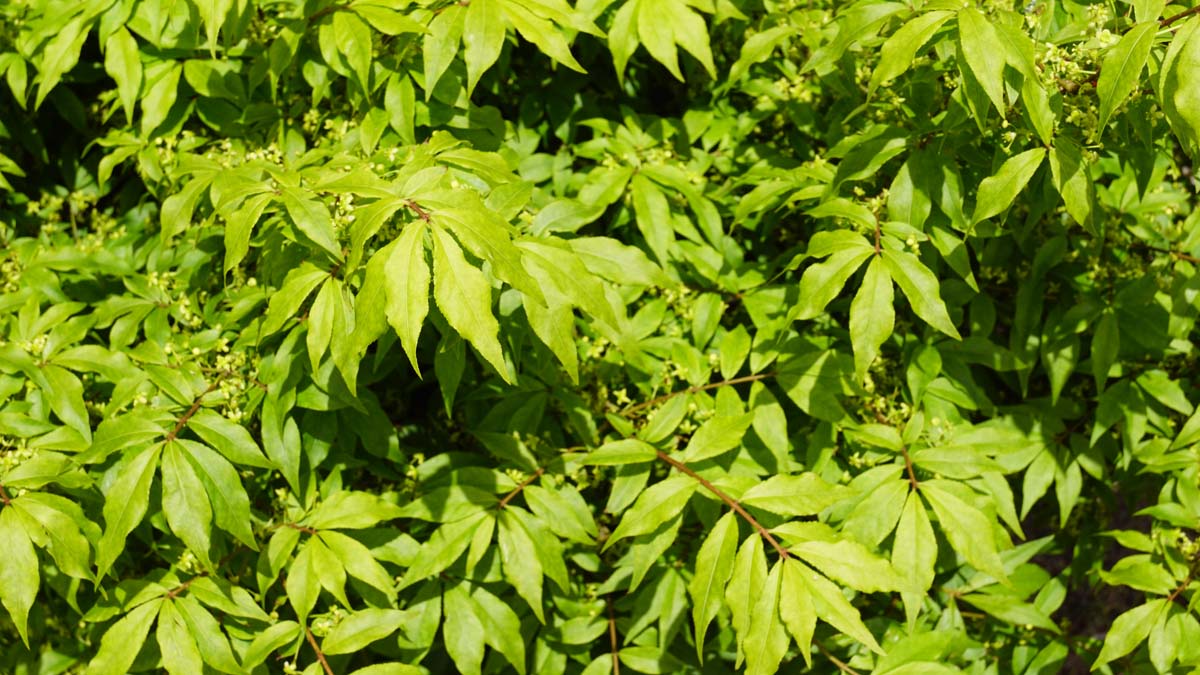 Euonymus alatus 'Blade Runner' haagplant blad