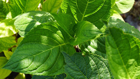 Hydrangea macrophylla 'The Bride'