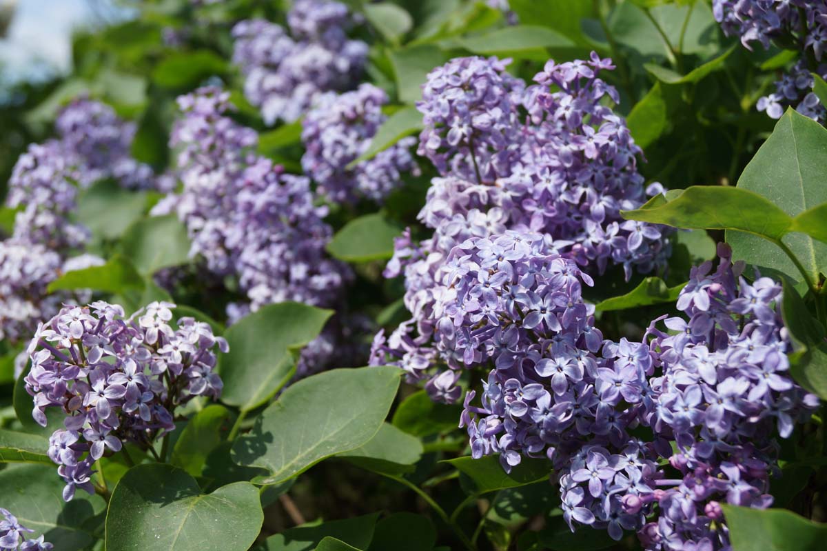 Syringa vulgaris 'Prairie Petite' meerstammig / struik