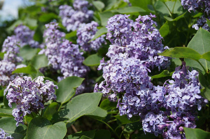 Syringa vulgaris 'Prairie Petite' meerstammig / struik