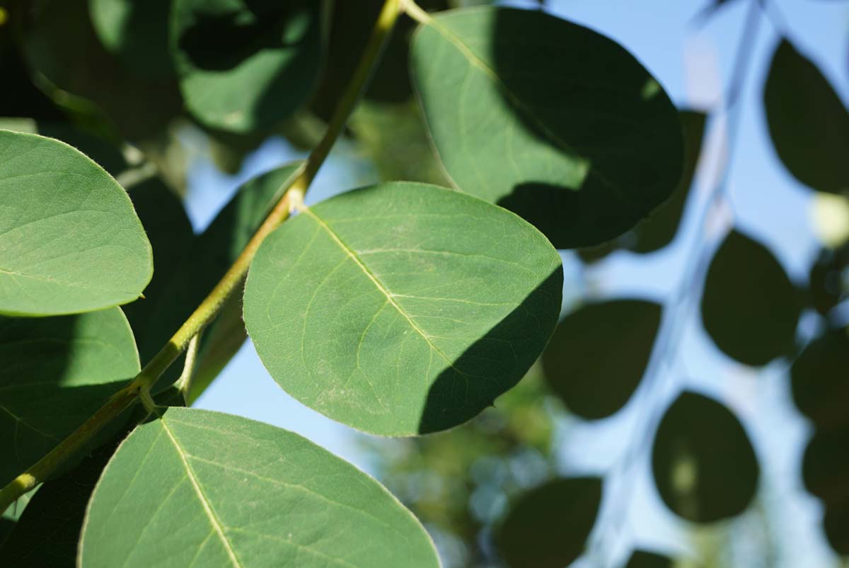 Cotoneaster ignotus op stam