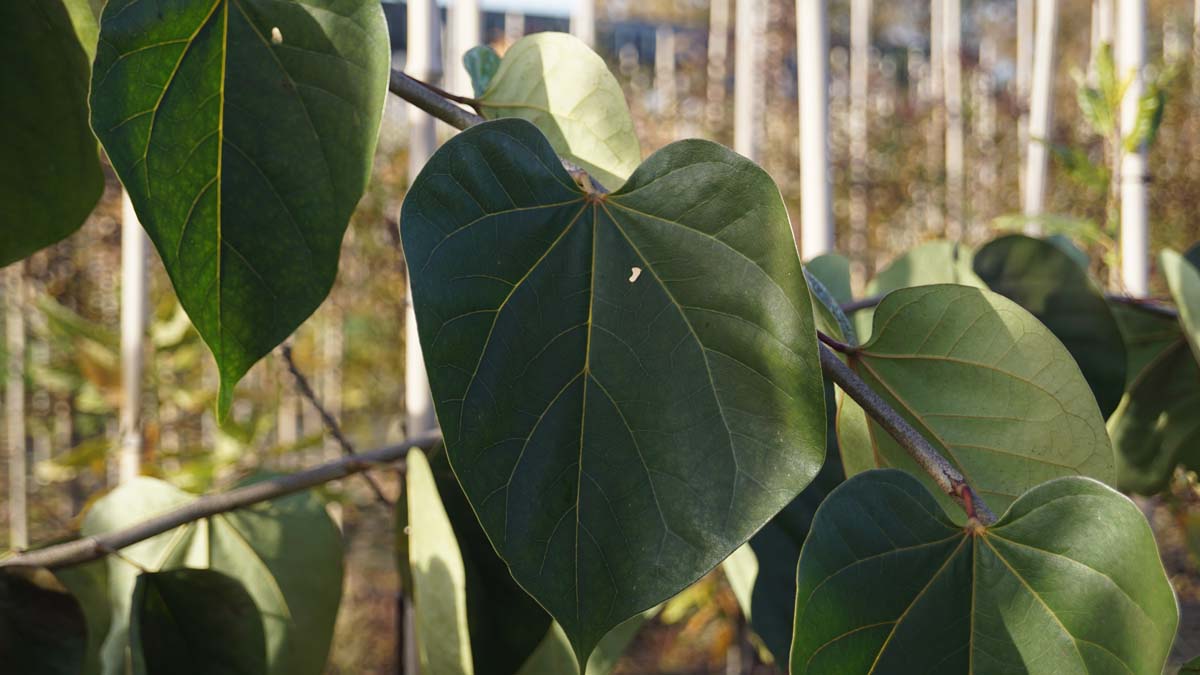 Cercis glabra Tuinplanten blad