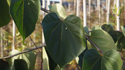 Cercis glabra Tuinplanten blad