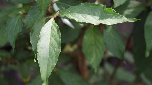 Callicarpa membranacea op stam