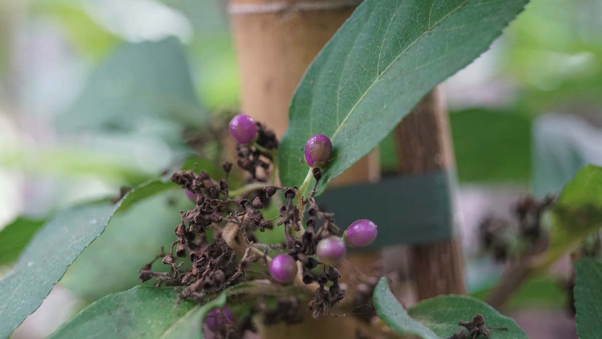 Callicarpa membranacea Tuinplanten