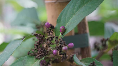 Callicarpa membranacea op stam